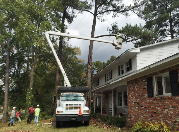 Trusted Shiloh, PA Tree Care Experts