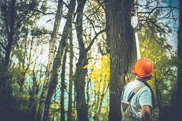 How Our Tree Care Process Works  in  Shiloh, PA